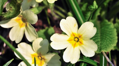 Primo Marzo: comincia la primavera meteorologica